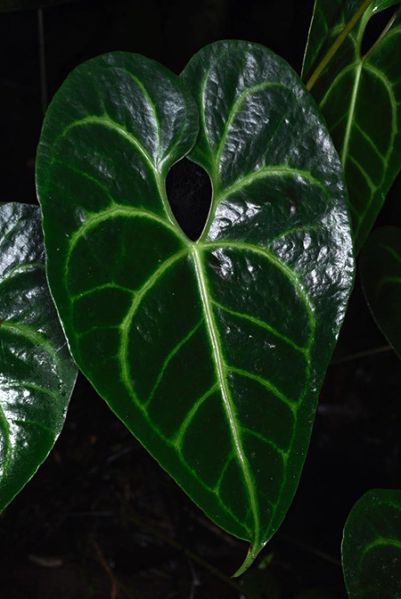 文件:AnthleuconeurumFM 02.jpg