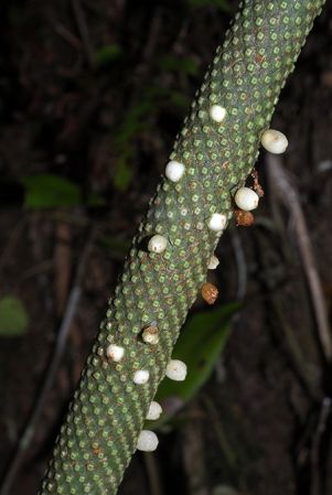 Croat 104574 pictured in Carchi, Ecuador Image Copyright © 2012 by David Scherberich