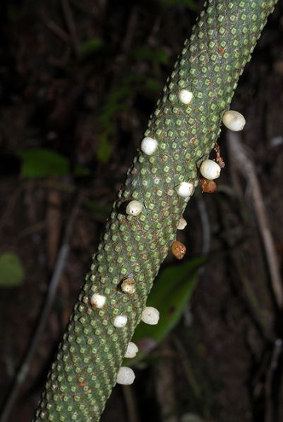 文件:AnthterticollectivumCroat104574 04.jpg