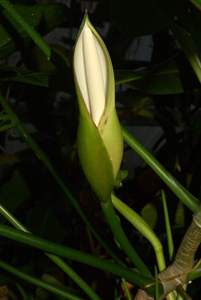 文件:Philoacutatum032169 01.jpg