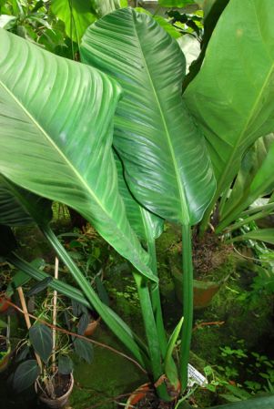 Pictured in the Botanischer Garten der Universitat Göttingen (Germany) Image Copyright © 2011 by David Scherberich