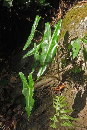 Pictured in Lembeh, North Sulawesi Image Copyright © 2016 by Patrick Blanc