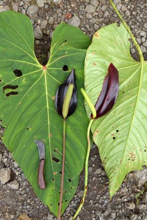 Pictured in Nutibara, Antioquia (Colombia) Image Copyright © 2015 by Bruce Dunstan