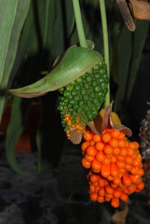 Pictured in the Botanischer Garten der Philipps-Universität Marburg (Germany) Image Copyright © 2011 by David Scherberich