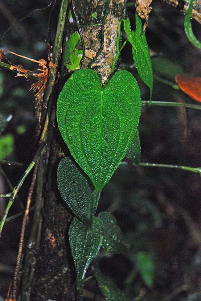 文件:AnthclidemioidesPB 02.jpg