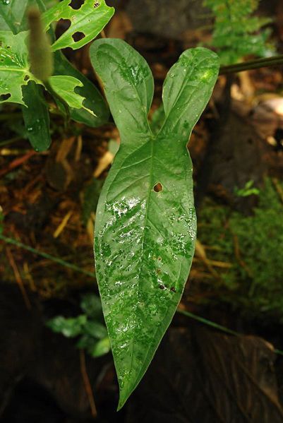 文件:AnthdolichocnemumLN 03.jpg