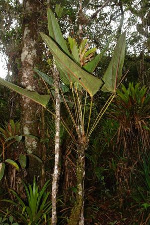 Pictured in Ecuador Image Copyright © 2011 by Lars Nauheimer