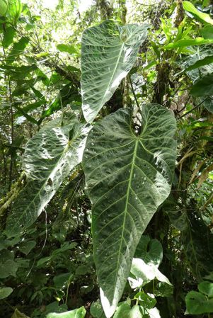 Pictured near Jardín, Antioquia, Colombia Image Copyright © 2019 by Bruce Dunstan