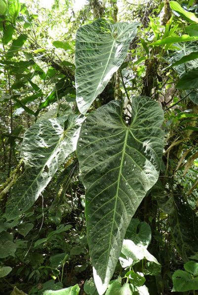 文件:AnthmetallicumBD 03.jpg