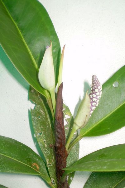 文件:AnthobtusumSL 01.jpg