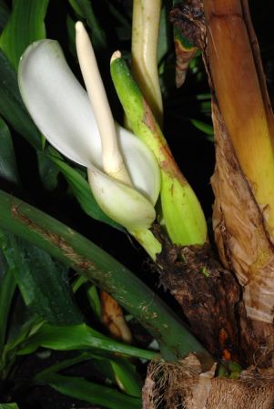 From Ecuador, pictured at the Jardin Botanique de Lyon (France) Image Copyright © 2012 by David Scherberich