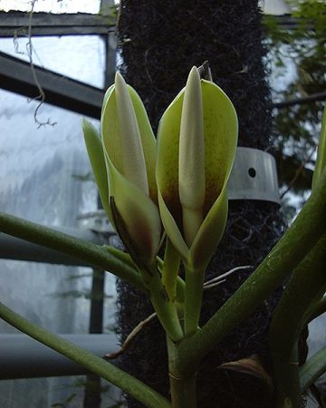 Pictured at the Jardin Botanique du Montet (Nancy, France) Image Copyright © 2008 by David Scherberich