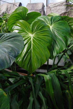 From Ecuador, pictured at the Jardin Botanique de Lyon (France) Image Copyright © 2013 by David Scherberich