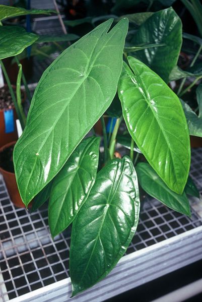 文件:Alocacuminata 01.jpg