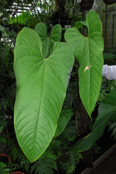 文件:Anthbreviscapum 02.jpg