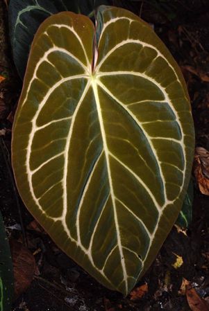 Pictured in Panama Image Copyright © 2020 by Fred Muller