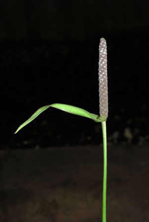 Croat 81920 from Peru (Junin) Pictured at the Jardin Botanique du Montet (Nancy, France) Image Copyright © 2012 by David Scherberich