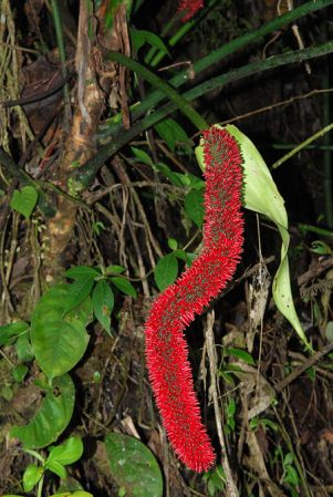 Pictured in Esmeraldas, Ecuador Image Copyright © 2013 by David Scherberich