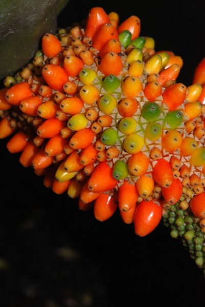 文件:Anthluteynii 04.jpg