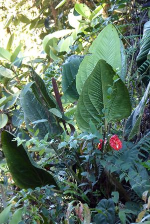 Pictured in La Planada Reserve, Narino, Colombia Image Copyright © 2018 by Bruce Dunstan