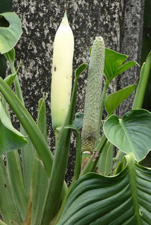 Pictured near Quibdo, Choco, Colombia Image Copyright © 2019 by Bruce Dunstan