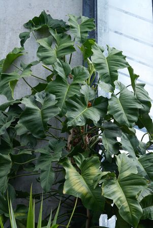 Mayo 177, pictured in Royal Botanic Gardens, Kew Image Copyright © 2015 by David Scherberich