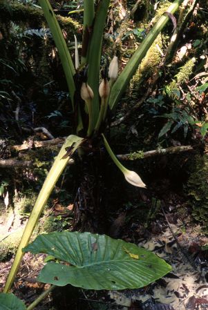Pictured in Papua Image Copyright © 2010 by Frederic Danet