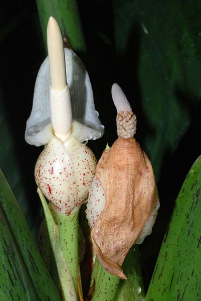 文件:Alocscabriuscula 05.jpg