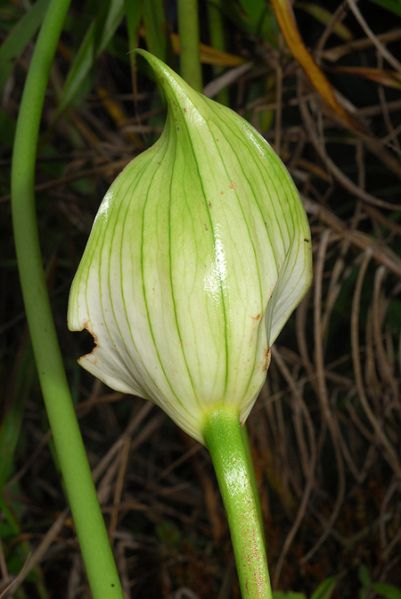 文件:AnthhartleyianumCroat 04.jpg