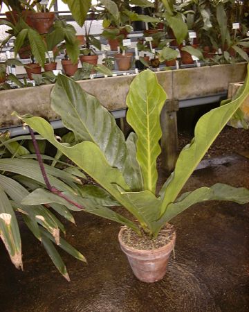 From French Guiana Pictured at the Jardin Botanique du Montet (Nancy, France) Image Copyright © 2003 by David Scherberich