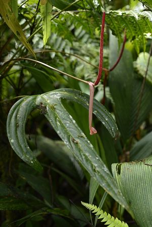 Pictured in Chiriquí, Panama Image Copyright © 2019 by Fred Muller