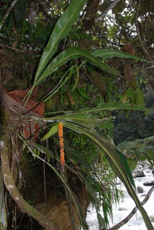 Croat 104086, pictured in Carchi, Ecuador Image Copyright © 2013 by David Scherberich