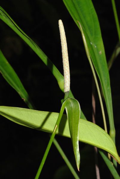 文件:Anthuleanum050954 02.jpg