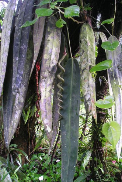 文件:AnthwendlingeriBD 02.jpg