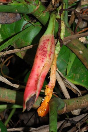 Croat 104074 pictured in Carchi, Ecuador Image Copyright © 2013 by David Scherberich