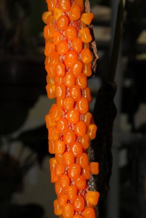 Croat 79328 from Panama (Colon) Pictured at the Jardin Botanique du Montet (Nancy, France) Image Copyright © 2012 by David Scherberich