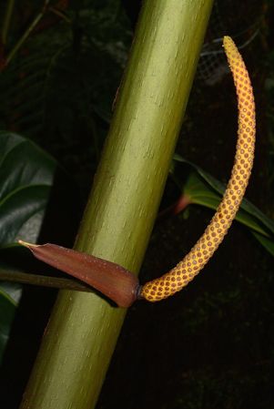 Pictured in the Botanischer Garten München (Germany) Image Copyright © 2016 by David Scherberich