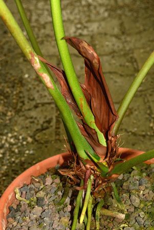 Pictured in the Botanischer Garten München (Germany) Image Copyright © 2016 by David Scherberich