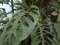 2026年6月1日 (一) 15:32版本的缩略图
