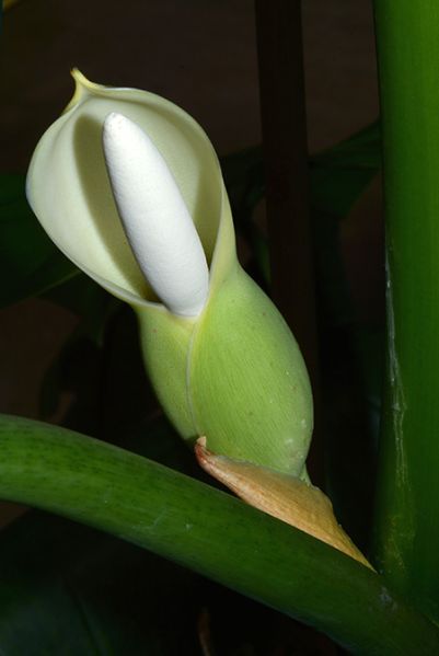 文件:Philobarrosoanum 04.jpg