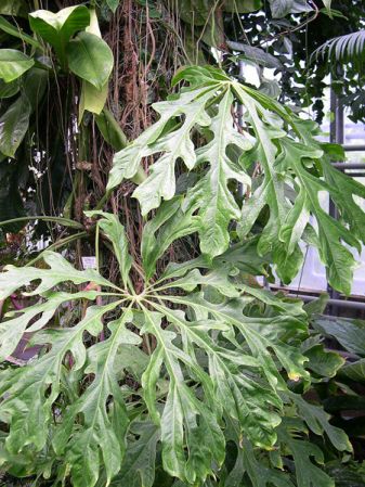 From Peru, pictured at the Jardin Botanique du Montet (Nancy, France) Image Copyright © 2005 by David Scherberich