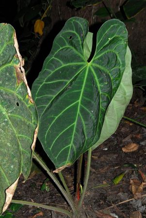 Pictured at the Jardín Botánico San Jorge (Ibagué, Colombia) Image Copyright © 2013 by David Scherberich