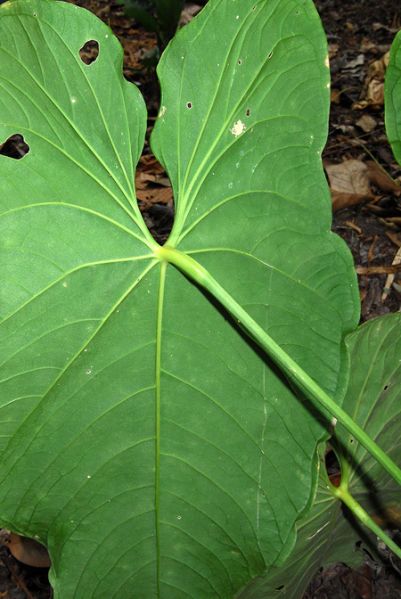 文件:AnthangelopolisenseCroat 02.jpg