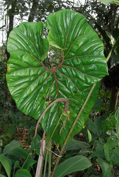 文件:AnthdecipiensQ 01.jpg