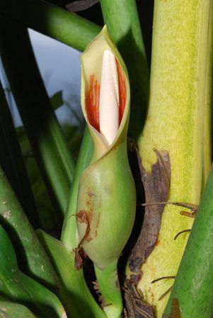Pictured in Caqueta, Colombia Image Copyright © 2013 by David Scherberich