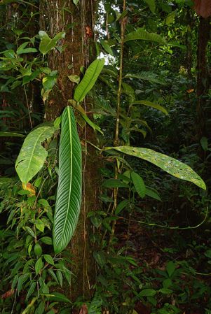 Pictured in San Juan de Piatua (Napo, Ecuador) Image Copyright © 2015 by David Scherberich