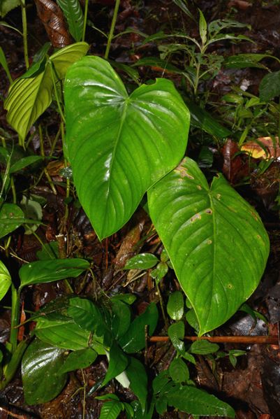 文件:Philocolombianum 01.jpg