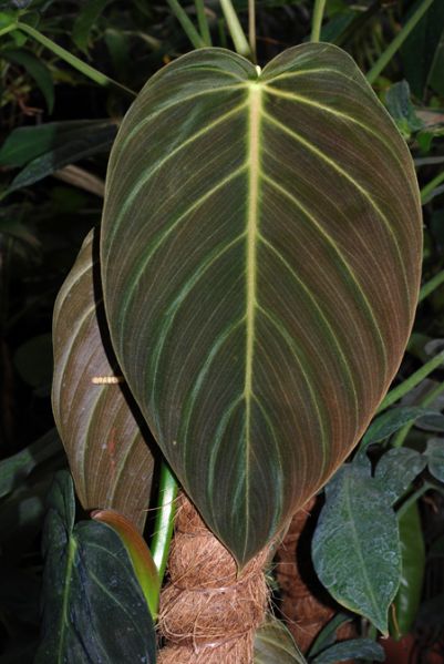 文件:PhilogigasBD 05.jpg