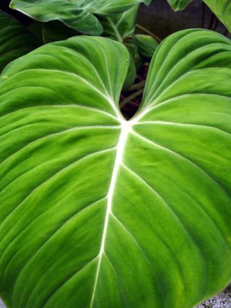 Pictured at the Botanischer Garten und Botanisches Museum Berlin-Dahlem (Germany) Image Copyright © 2006 by David Scherberich