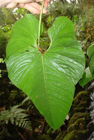 LN019, pictured in Ecuador Image Copyright © 2011 by Lars Nauheimer